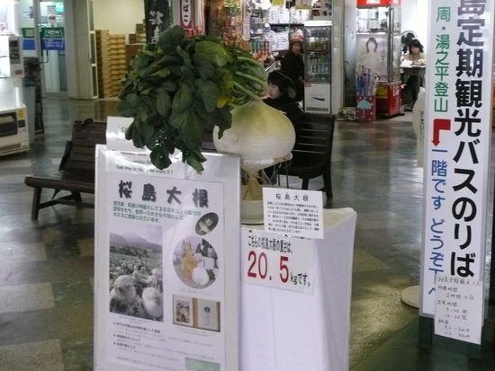 Riesenrettich. Eine Besonderheit der Insel. Das groesste Exemplar der Insel wog 20,50 kg.