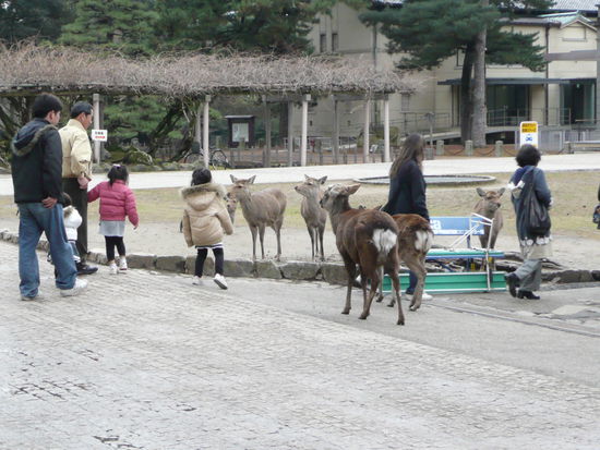 Die laufen hier ganz frei im Nara-Park herum. Nein, nicht eingezaeunt.