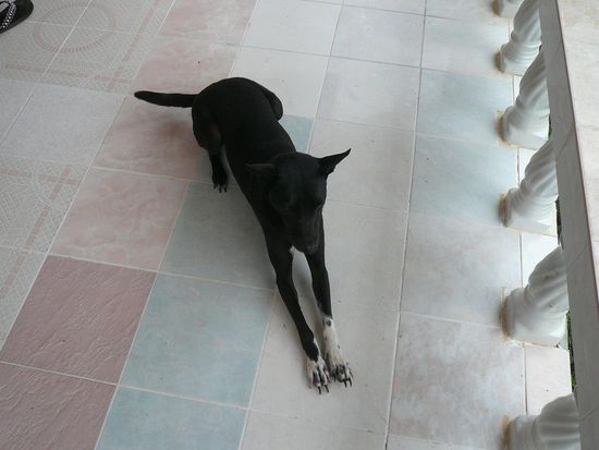 Doggie ebenfalls relaxt auf der Terasse