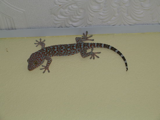 Gecko