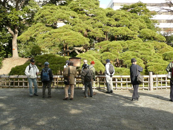 300 Jahre alter Baum