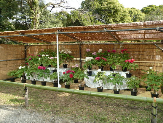 Weniger als 5 Grad Celsius. Die haben wunderbar geduftet.