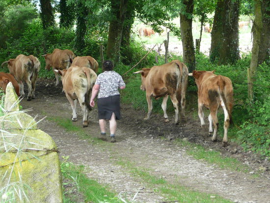Staendig geraten wir in Kuhherden