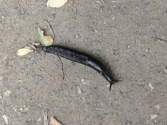 Unsere staendigen Begleiter "Los Schneckos" wollen auch nach Santiago