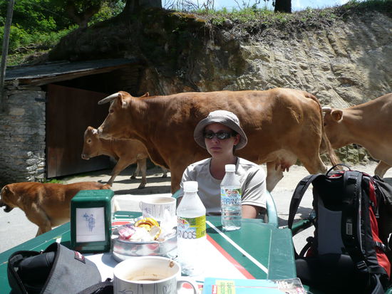 Nina wird von einer Kuhherde beim Cafe trinken gestoert