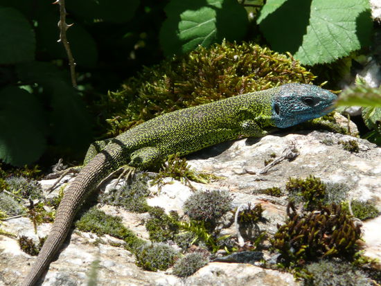Auf dem Weg nach Airexe gesichtet