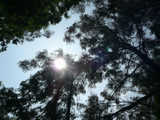 Die Sonne lacht durch die Baeume