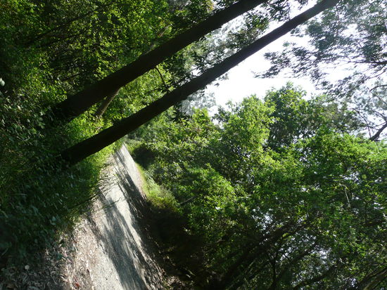 durch den Wald geht es bis nach Pedrouzo