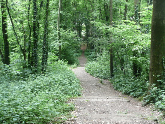 durch den finsteren Wald ...