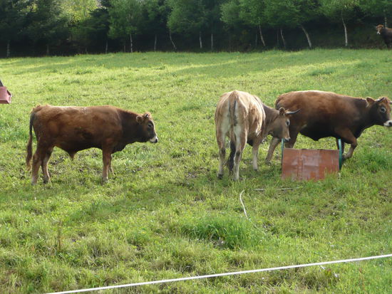 Muh Kuh (wenn die ja nicht so stinken wuerden)