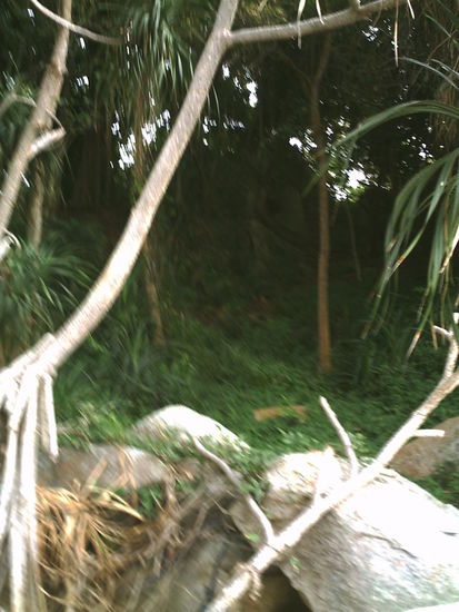 vermutliche Piraten-Lichtung