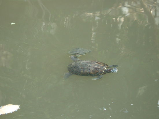 Schildkroete im Kanal ...habe gehoert da solls auch mini krokodile geben...