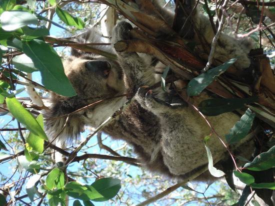 koalabärchen gerade aufgewacht...wie putzig