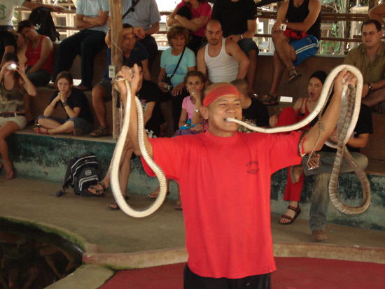 Schlangenmann in Aktion ...