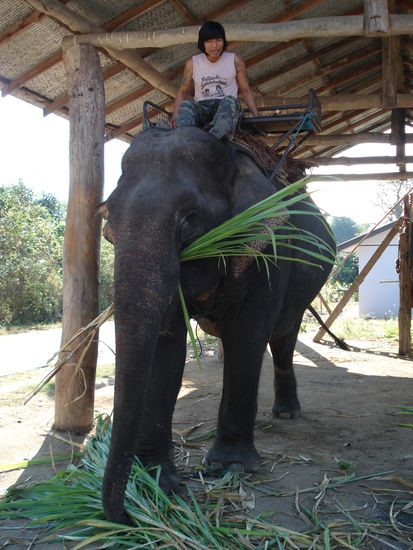 unser suesser elefant )