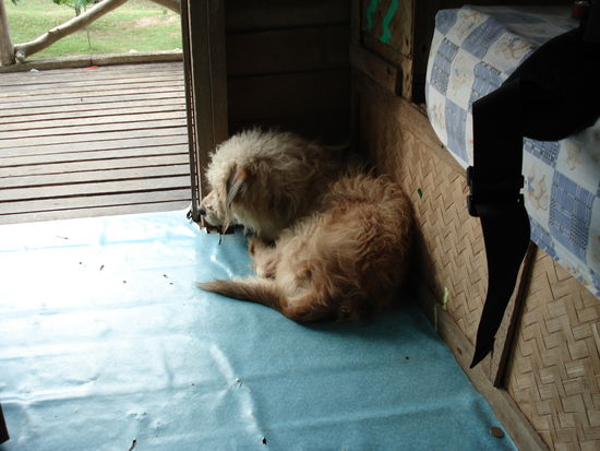 der Hund fand mein Zimmer irgendwie total gemuetlich