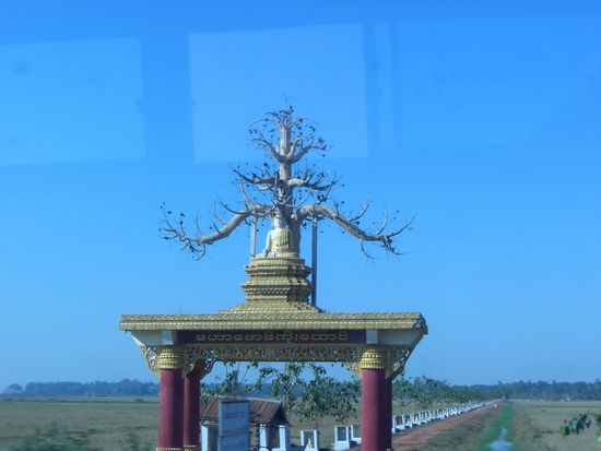 ein Buddhatree.........