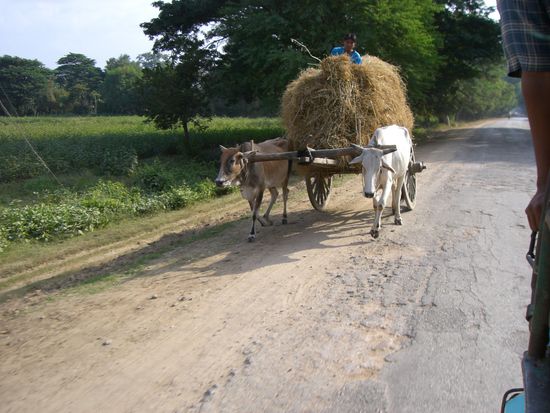 Gegenverkehr in Myanmar!