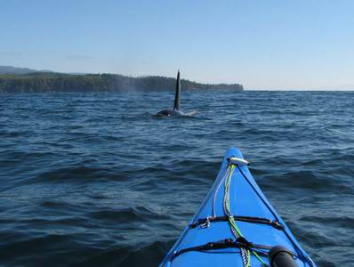 ... cheap whale watching