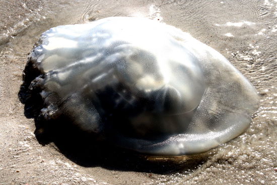 Qualle oder Jellyfish