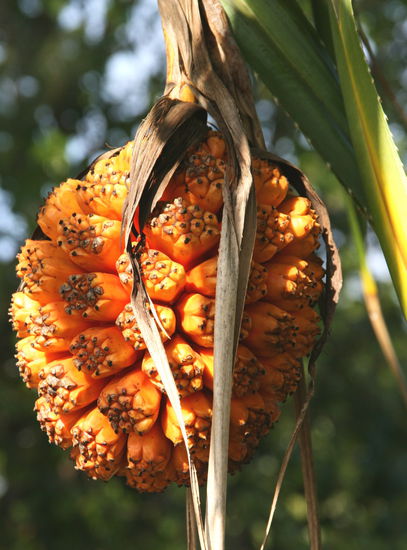 Schoene Frucht, oder?