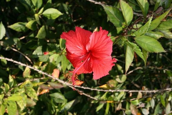 ..und ueberall sind  Blumen