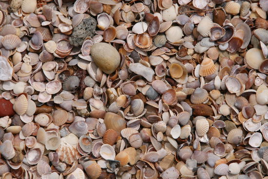 Muscheln am Strand