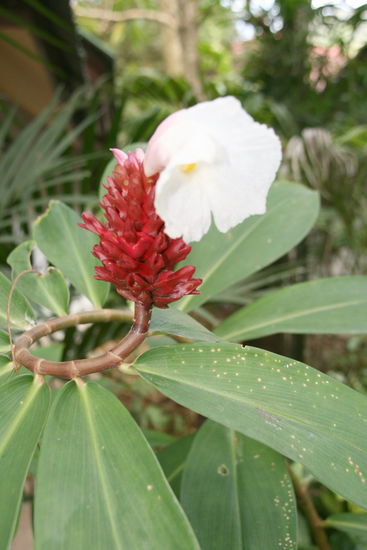 Eine Blume fuer alle, die unseren Beisebericht lesen.