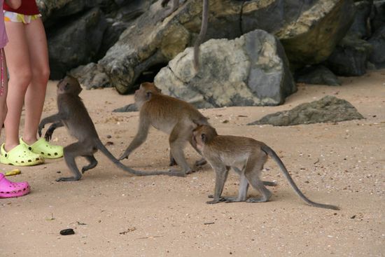 Fütterung der Makaken
