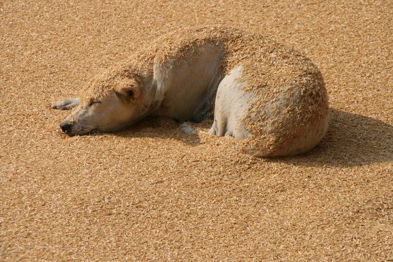 Ein Hundeleben in der Reisfabrik