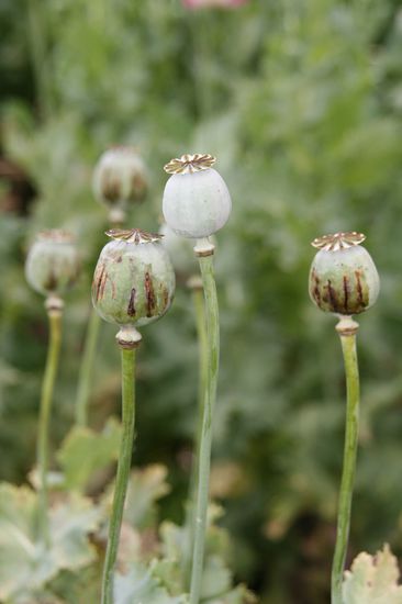 Mohn im Mong-Dorf (man beachte die Markierungen)