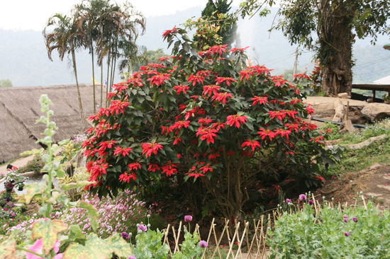 Fuer Doris ein Weihnachtsstern