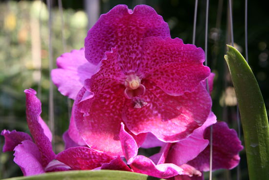 Fuer Steffi, Isa und Alice