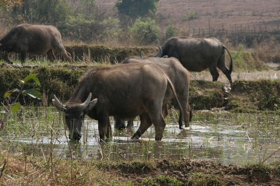 Wasserbueffel im Reisfeld