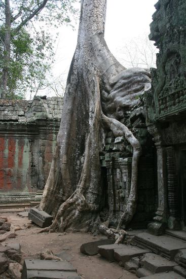 Flachtempel Banteay Kdei-vom Dschungel umwuchertes Heiligtum