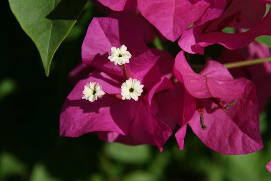 Blumen fuer Hans Georg zum Geburtstag