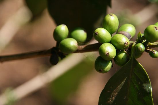 Kafeebohnen Arabica
