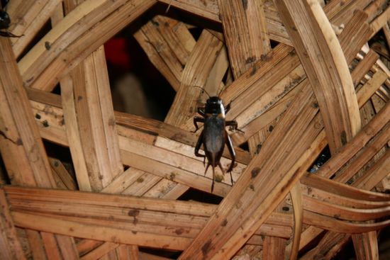 Cricket Farm (Kuefer zum Essen)