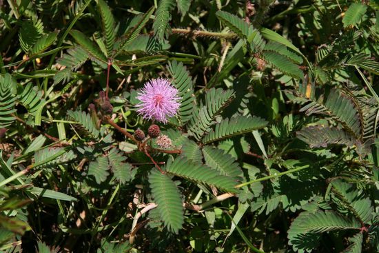 Fleischfressende Planze