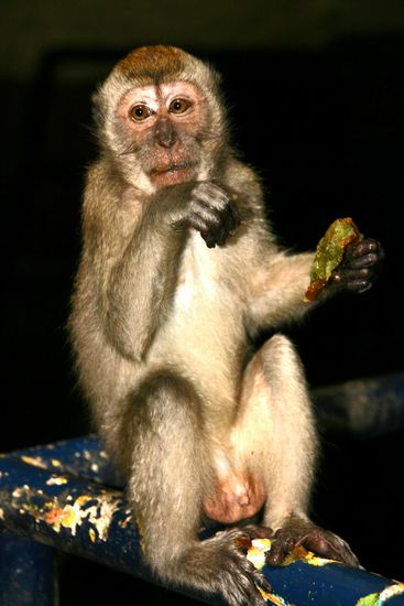 Einer der vielen Affen in Batu Cave
