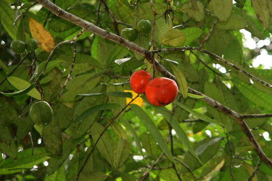 Schöne Frucht, leider nicht essbar