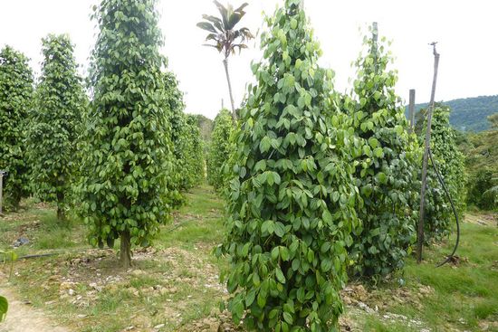 Pfefferplantage