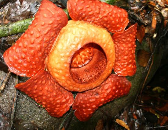 Rafflesia,die gröste Blume der Welt.
Reift 9 Monate, blüht 7 Tage.