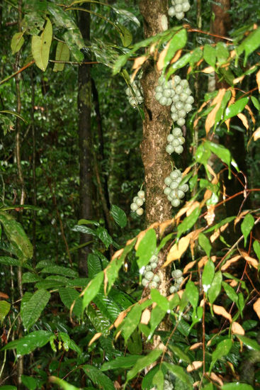 Zitronenartige Früchte,essbar