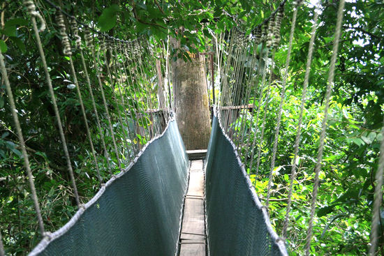 Canopy Walkway