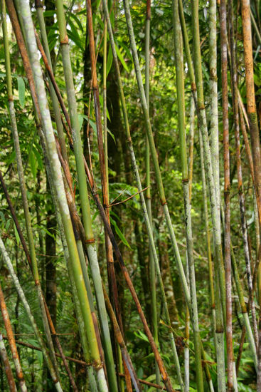 Bambuswald