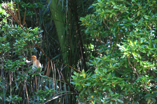 Der erste Nasenaffe in Sicht