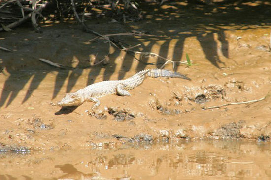 Das kleine Krokodil
