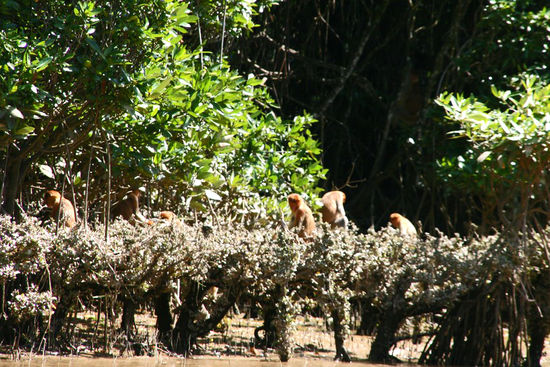 Die ganze Affenschar