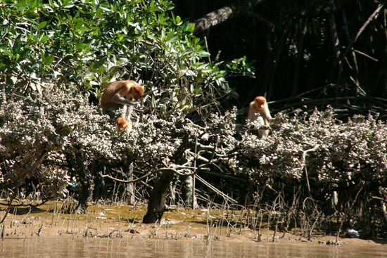 Ernähren sich nur von jungen Blättern, vertragen keine Bananen